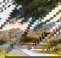 Meningie Walking and Cycling Trails - Accommodation QLD