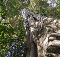 Moore Park Nature Reserve - Accommodation QLD