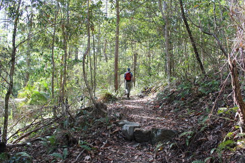 Morelia Walking Track, D'Aguilar National Park - Accommodation QLD 1