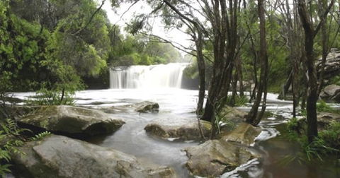 Nellies Glen Carrington Falls - Accommodation QLD 0