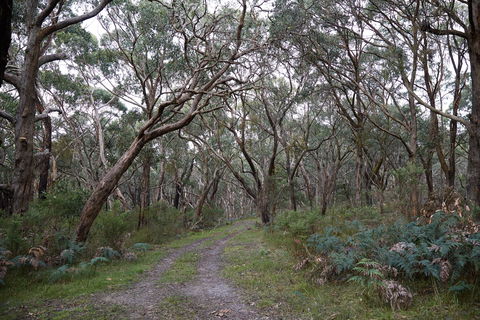 Pink Line And Loop Trail - Mountain Biking - Accommodation QLD 0