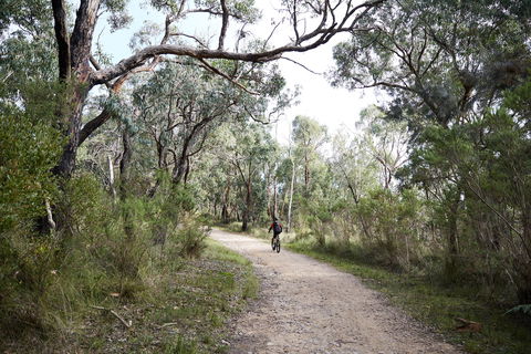 Pink Line And Loop Trail - Mountain Biking - Accommodation QLD 1