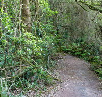 Rainforest Walking Track Roberston Nature Reserve - Accommodation QLD