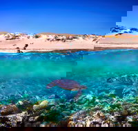 Snorkel the Ningaloo Reef - Accommodation QLD