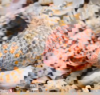 Stokes National Park