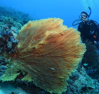 Wistari Wall - Accommodation QLD
