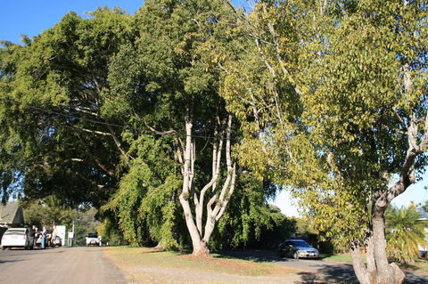 Anzac Avenue Memorial Trees, Beerburrum - Accommodation QLD 0