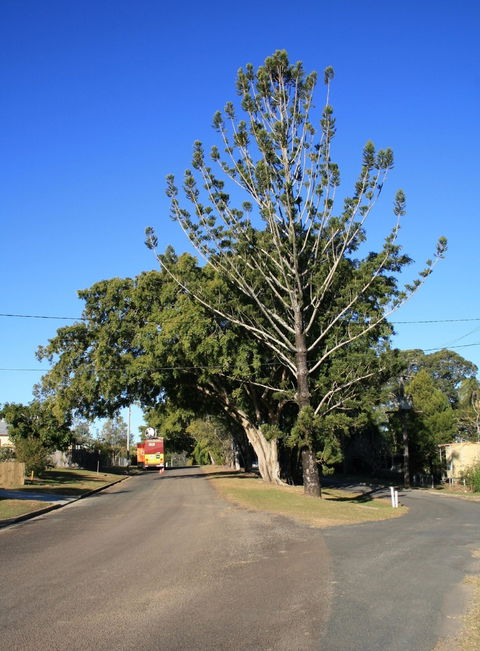 Anzac Avenue Memorial Trees, Beerburrum - Accommodation QLD 1