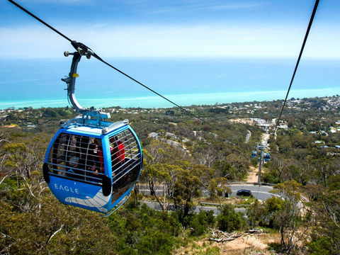 Arthurs Seat Eagle - Accommodation QLD 1