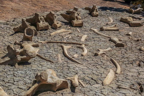 Australian Age Of Dinosaurs - Accommodation QLD 2