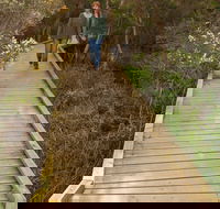 Balcombe Creek Estuary Boardwalk - Accommodation QLD
