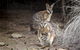 Bald Hill Walk - Cape Gantheaume Conservation Park - thumb 0