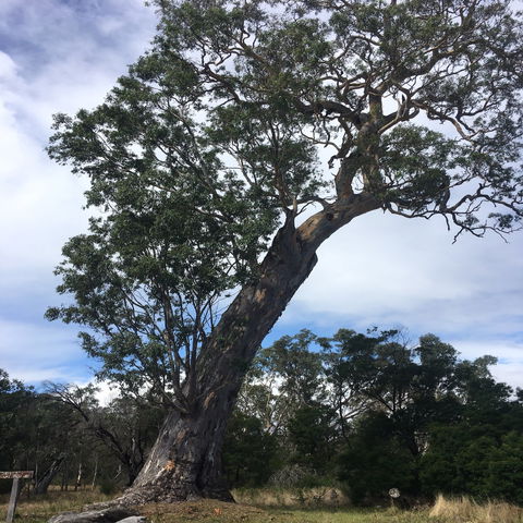 Bilston's Tree - Accommodation QLD 0