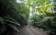 Booloumba Falls Walk, Conondale National Park - thumb 2