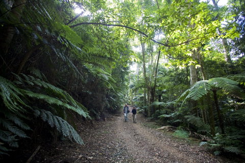 Booloumba Falls Walk, Conondale National Park - Accommodation QLD 2