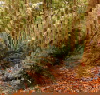 Burrawang Walking Track - Accommodation QLD