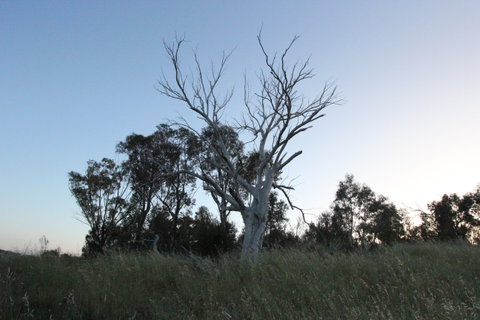 Cooleman Ridge - Accommodation QLD 1