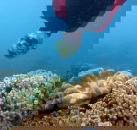Geoffrey Bay Snorkel Trail - Accommodation QLD