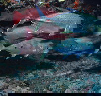 Hiros Cave and The Tubes - Accommodation QLD