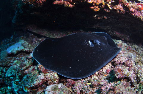 Hiros Cave And The Tubes - Accommodation QLD 1