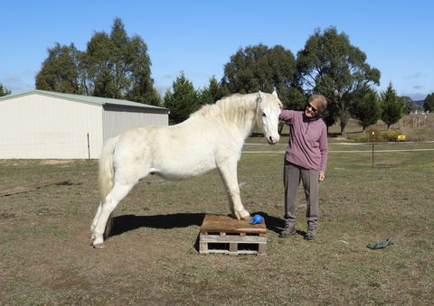 Horses Teaching Humans - Accommodation QLD 1