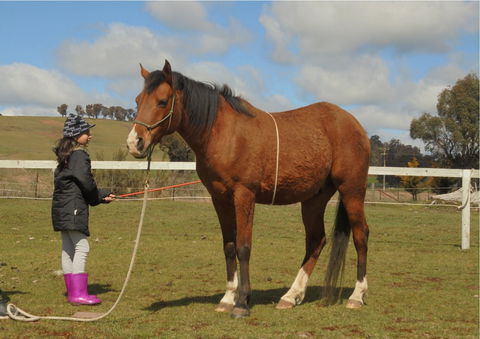 Horses Teaching Humans - Accommodation QLD 2