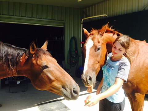 Iris Lodge Alpacas - Accommodation QLD 0