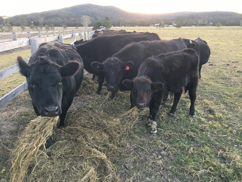 Iris Lodge Alpacas - Accommodation QLD 1