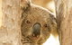 Koala Reserve - thumb 0