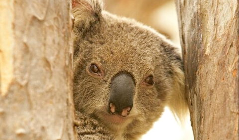 Koala Reserve - Accommodation QLD 0
