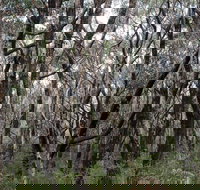 Lookout Hill  Circuit Walk - Accommodation QLD