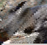 Peel Zoo - Accommodation QLD