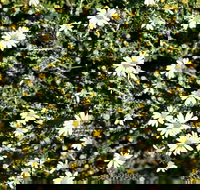 Round Tank Picnic Area - Accommodation QLD
