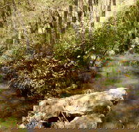 Sandy Creek Track - Accommodation QLD