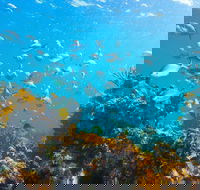 Snorkelling McKenzies Beach - Accommodation QLD