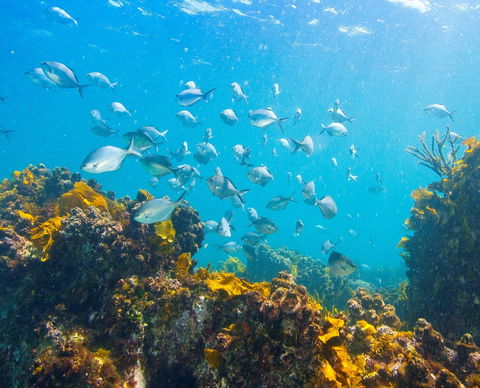 Snorkelling McKenzies Beach - Accommodation QLD 0