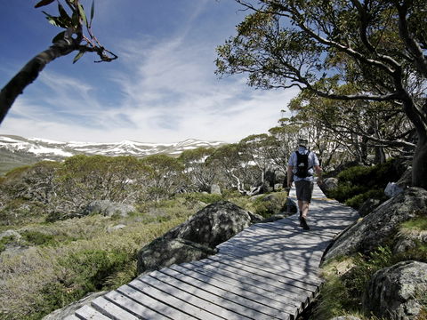 Snow Gums Boardwalk - Accommodation QLD 0