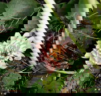 The Beach Bible Garden - Accommodation QLD