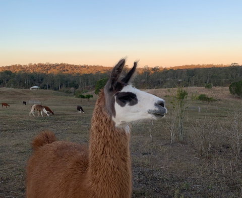 The Llama Farm - Accommodation QLD 0