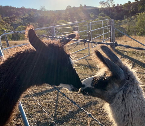 The Llama Farm - Accommodation QLD 1