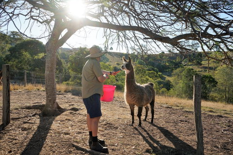 The Llama Farm - Accommodation QLD 2
