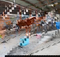 The Equine Club - Accommodation QLD