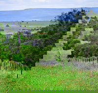 Wild Dog Barrier Fence - Accommodation QLD