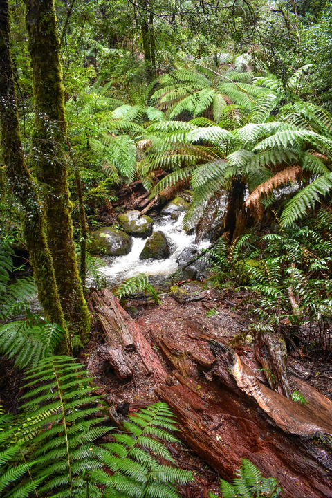 Yarra Ranges National Park - Accommodation QLD 2