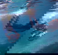 Small-Group Underwater Scooter Experience in Clovelly - Accommodation QLD