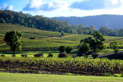 Ivanhoe Wines: Trip Advisor Seated Wine Tasting Masterclass - Accommodation QLD 4