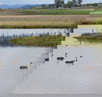 Beardy Waters Dam and Woodlands - Accommodation QLD