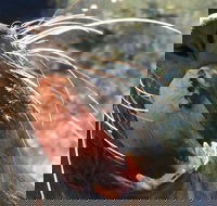 Narooma and Tilba Valley Private Tour - Accommodation QLD