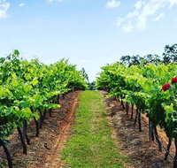Tintilla Estate Wine Tasting with a Meat and Cheese Platter - Accommodation QLD