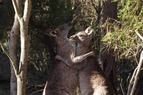 Kangaroo Encounter & Aboriginal Rock Arts Half-Day Trip From Sydney - Accommodation QLD 9